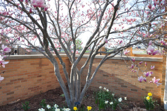 Magnolia-Misc-in-Muncie-60