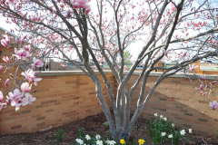Magnolia-Misc-in-Muncie-61