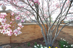 Magnolia-Misc-in-Muncie-62