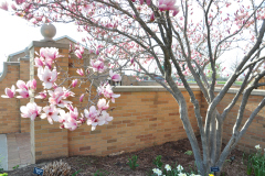 Magnolia-Misc-in-Muncie-63