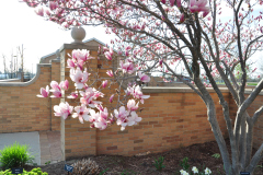 Magnolia-Misc-in-Muncie-64
