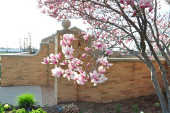 Magnolia-Misc-in-Muncie-65