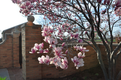 Magnolia-Misc-in-Muncie-66