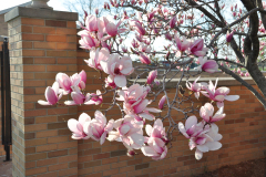 Magnolia-Misc-in-Muncie-67