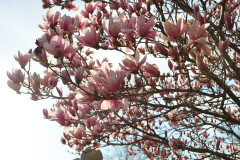 Magnolia-Misc-in-Muncie-68