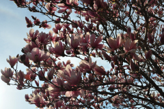 Magnolia-Misc-in-Muncie-69