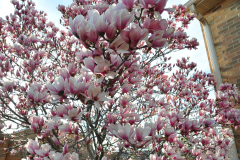 Magnolia-Misc-in-Muncie-7