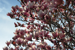 Magnolia-Misc-in-Muncie-70