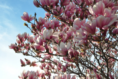 Magnolia-Misc-in-Muncie-71