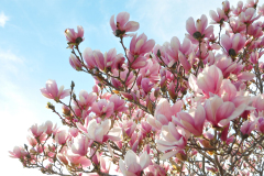 Magnolia-Misc-in-Muncie-72