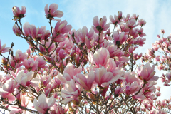 Magnolia-Misc-in-Muncie-73
