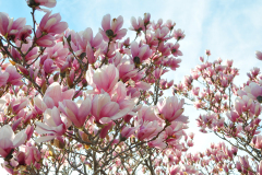 Magnolia-Misc-in-Muncie-74