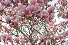 Magnolia-Misc-in-Muncie-75