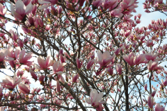 Magnolia-Misc-in-Muncie-76