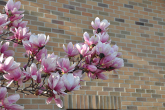 Magnolia-Misc-in-Muncie-77