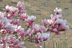 Magnolia-Misc-in-Muncie-78