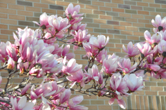Magnolia-Misc-in-Muncie-79