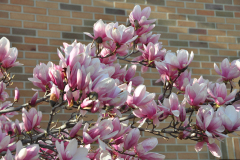 Magnolia-Misc-in-Muncie-80