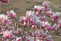 Magnolia-Misc-in-Muncie-81