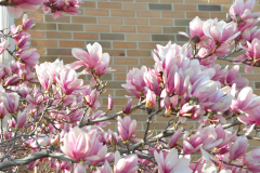Magnolia-Misc-in-Muncie-82