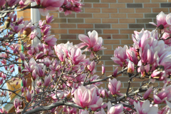 Magnolia-Misc-in-Muncie-83