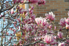 Magnolia-Misc-in-Muncie-84