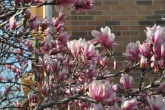 Magnolia-Misc-in-Muncie-85