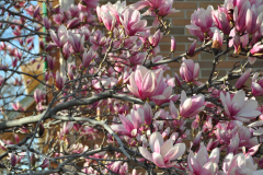 Magnolia-Misc-in-Muncie-86
