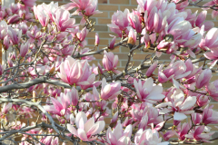 Magnolia-Misc-in-Muncie-87