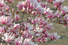 Magnolia-Misc-in-Muncie-88