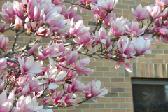 Magnolia-Misc-in-Muncie-89