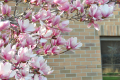 Magnolia-Misc-in-Muncie-90