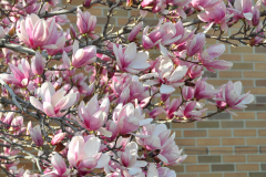 Magnolia-Misc-in-Muncie-91