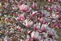 Magnolia-Misc-in-Muncie-92