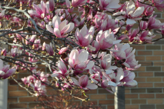 Magnolia-Misc-in-Muncie-93