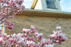 Magnolia-Misc-in-Muncie-95