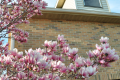 Magnolia-Misc-in-Muncie-96