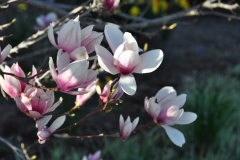 Magnolia-Misc-in-Muncie-97