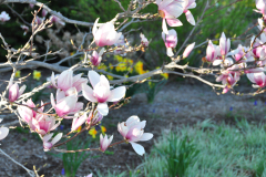 Magnolia-Misc-in-Muncie-98