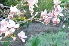 Magnolia-Misc-in-Muncie-99