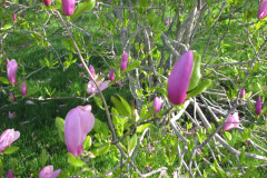 Magnolia-Tree-Misc-Muncie-1