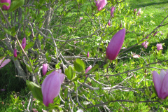 Magnolia-Tree-Misc-Muncie-2