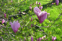 Magnolia-Tree-Misc-Muncie-3