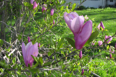 Magnolia-Tree-Misc-Muncie-4