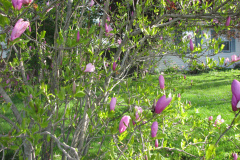 Magnolia-Tree-Misc-Muncie-5