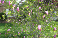 Magnolia-Tree-Misc-Muncie-85
