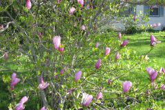 Magnolia-Tree-Misc-Muncie-86