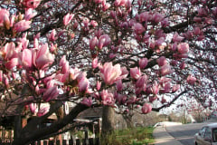 Magnolia-Trees-1