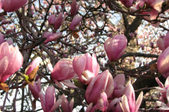 Magnolia-Trees-10