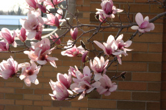 Magnolia-Trees-100